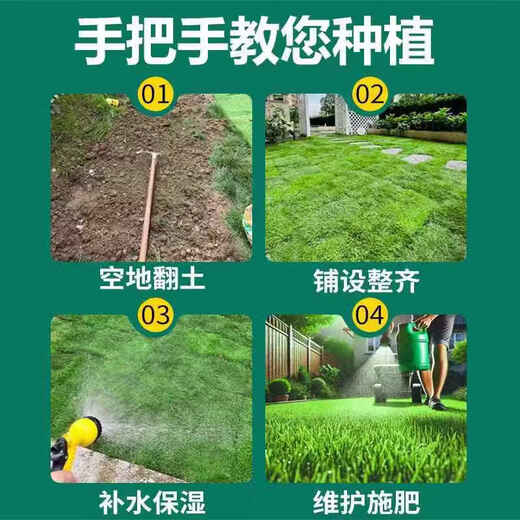 Lawn real turf soil villa garden courtyard greening plants Manila lawn soil turf four seasons green 0.5 square meters Bermuda/turf buy 10 square meters and get 1 square meter free