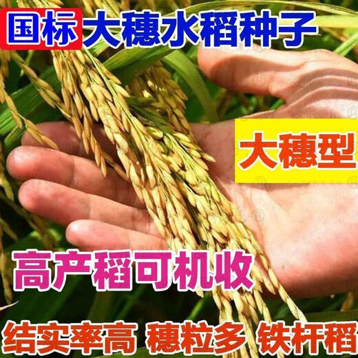 Недавно одобренные семена длиннозерного риса 2025 года. Национальный стандарт. Первоклассное качество риса. Суперстабильный урожай. Устойчивость к полеганию и высоким температурам. Оригинальный национальный одобренный пакет Longdao 163+ с двойной высокой урожайностью. Фермер 1 Цзинь Цзинь равен 0,5 кг) Ароматный рис первого класса* Вкусный и продаваемый