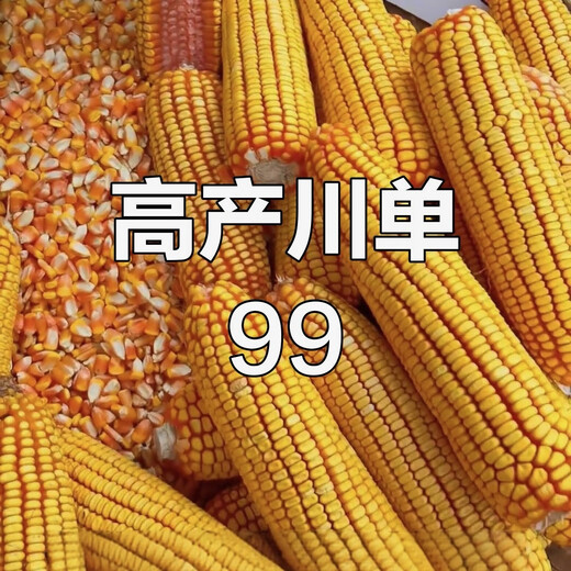 川单99玉米种子抗病耐高温 2斤*1包