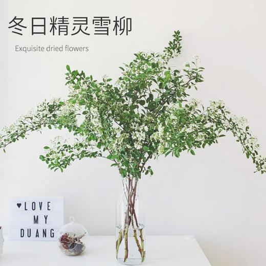 Special price snow willow dry branches, fresh branches, hydroponic stems and branches, potted plants, fresh cut flowers, New Year's Eve bouquets, branches, saplings, spray snowflakes 03 Special offer, Snow Willow 60-80 cm, 8 branches + nutrient solution, pot not included