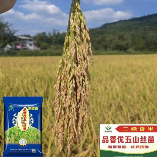 Wangyuan Xingsi Miao Гибридные семена риса Подлинные Pinxiangyou Wushan Silk Miao Сладкие ароматные семена риса Высокоурожайные семена риса 2025 Новые семена ароматного риса Silk Miao Один Jin Jin равен 0,5 кг