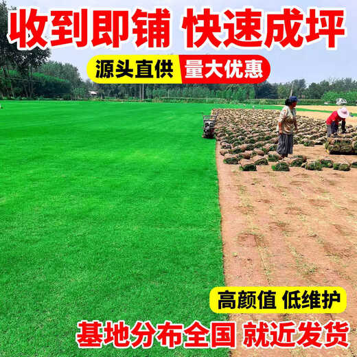 Turf soil real lawn with soil four-season green Manila turf villa courtyard greening grass Taiwan grass 1 square meter Manila buy 5 square meters and get 0.5 square meters