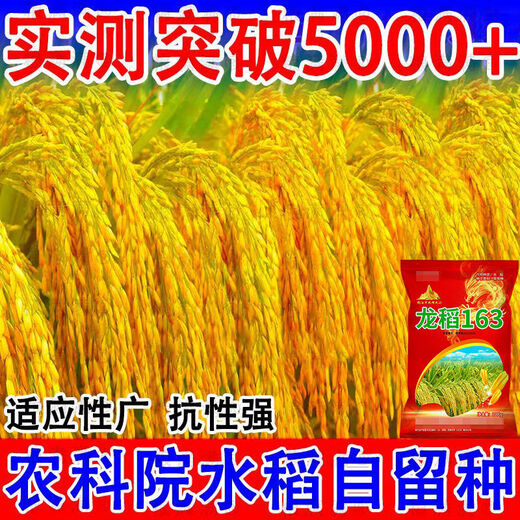Недавно одобренные семена длиннозерного риса 2025 года. Национальный стандарт. Первоклассное качество риса. Суперстабильный урожай. Устойчивость к полеганию и высоким температурам. Оригинальный национальный одобренный пакет Longdao 163+ с двойной высокой урожайностью. Фермер 1 Цзинь Цзинь равен 0,5 кг) Ароматный рис первого класса* Вкусный и продаваемый