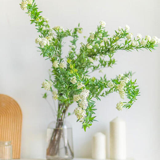 Special price snow willow dry branches, fresh branches, hydroponic stems and branches, potted plants, fresh cut flowers, New Year's Eve bouquets, branches, saplings, spray snowflakes 03 Special offer, Snow Willow 60-80 cm, 8 branches + nutrient solution, pot not included