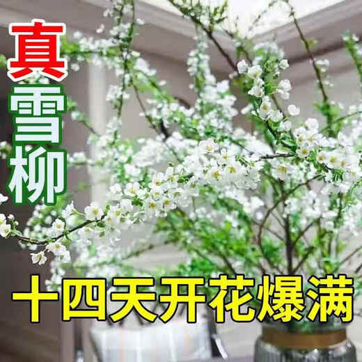 Special price snow willow dry branches, fresh branches, hydroponic stems and branches, potted plants, fresh cut flowers, New Year's Eve bouquets, branches, saplings, spray snowflakes 03 Special offer, Snow Willow 60-80 cm, 8 branches + nutrient solution, pot not included