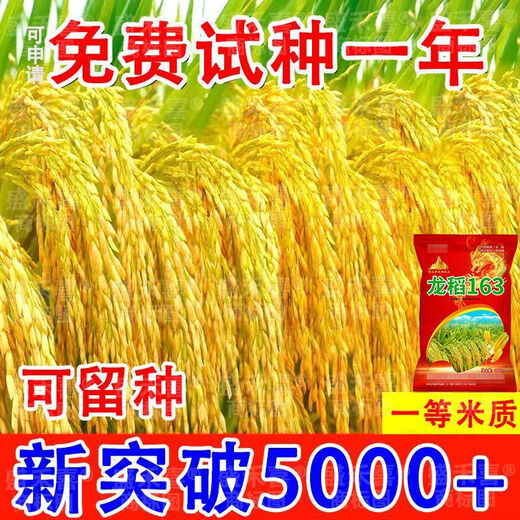 Недавно одобренные семена длиннозерного риса 2025 года. Национальный стандарт. Первоклассное качество риса. Суперстабильный урожай. Устойчивость к полеганию и высоким температурам. Оригинальный национальный одобренный пакет Longdao 163+ с двойной высокой урожайностью. Фермер 1 Цзинь Цзинь равен 0,5 кг) Ароматный рис первого класса* Вкусный и продаваемый