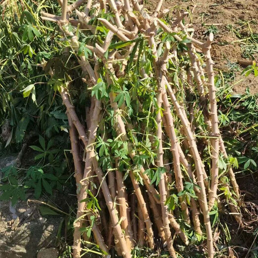Yishenghuo authentic Guangxi Huanan No. 9 yellow-heart cassava seedlings, preferred No. 9 yellow-fleshed cassava seedlings, 100 yellow-heart cassava seedlings