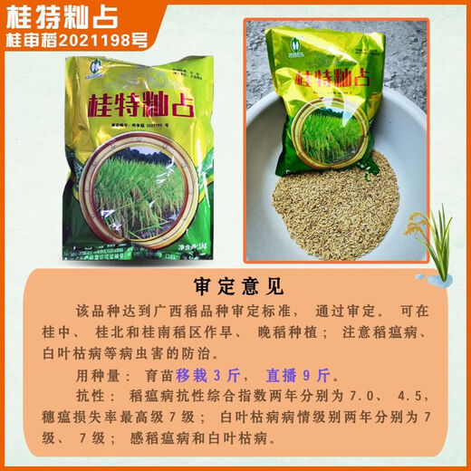 Рисовая лапша Gui Chao Специальный рис, чувствительный к температуре Тип Indica Обычный сорт риса Guite Indica Рисовые семена Круглый тип Guite Indica Рисовые семена 3 пакета 2Jin Jin по 0,5 кг/мешок