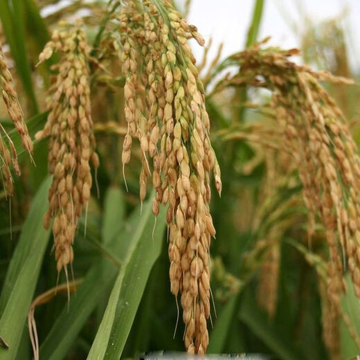 Semillas de arroz convencional, semillas de arroz de secano, arroz temprano, arroz tardío, arroz de tallo, arroz convencional, semillas de arroz, semillas de arroz fino, semillas originales, semillas retentivas, semillas de arroz de secano, 1 Jin Jin es igual a 0,5 kg Precio