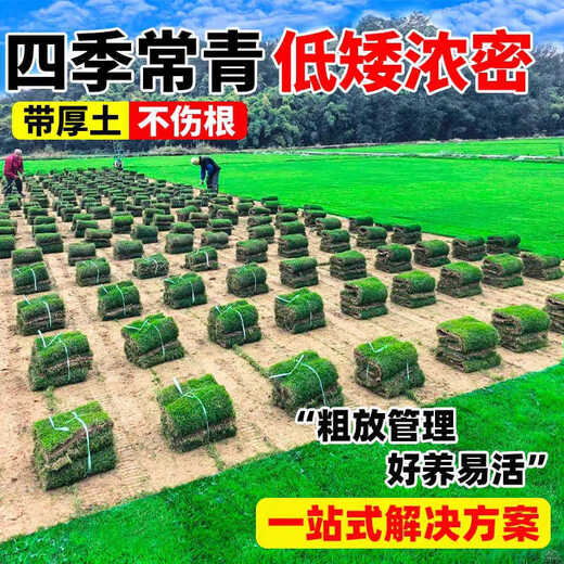 Turf soil real lawn with soil four-season green Manila turf villa courtyard greening grass Taiwan grass 1 square meter Manila buy 5 square meters and get 0.5 square meters