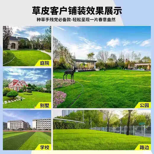 Lawn real turf soil villa garden courtyard greening plants Manila lawn soil turf four seasons green 0.5 square meters Bermuda/turf buy 10 square meters and get 1 square meter free
