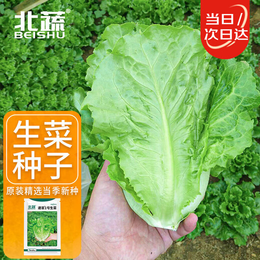 Beishu lettuce seed seedlings for all seasons, heat-resistant and bolting-resistant rapeseed seeds, about 5,000 pieces of Sucui No. 1 lettuce seeds