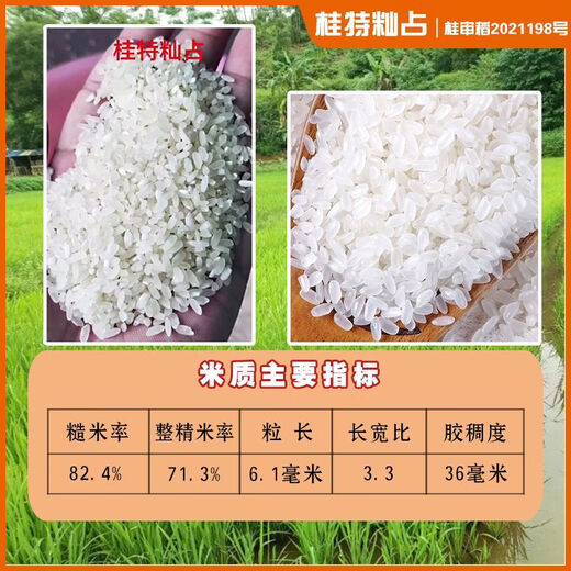 Рисовая лапша Gui Chao Специальный рис, чувствительный к температуре Тип Indica Обычный сорт риса Guite Indica Рисовые семена Круглый тип Guite Indica Рисовые семена 3 пакета 2Jin Jin по 0,5 кг/мешок