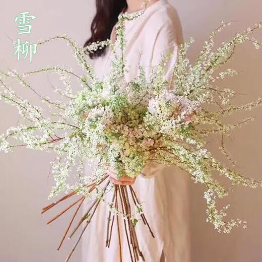 Special price snow willow dry branches, fresh branches, hydroponic stems and branches, potted plants, fresh cut flowers, New Year's Eve bouquets, branches, saplings, spray snowflakes 03 Special offer, Snow Willow 60-80 cm, 8 branches + nutrient solution, pot not included