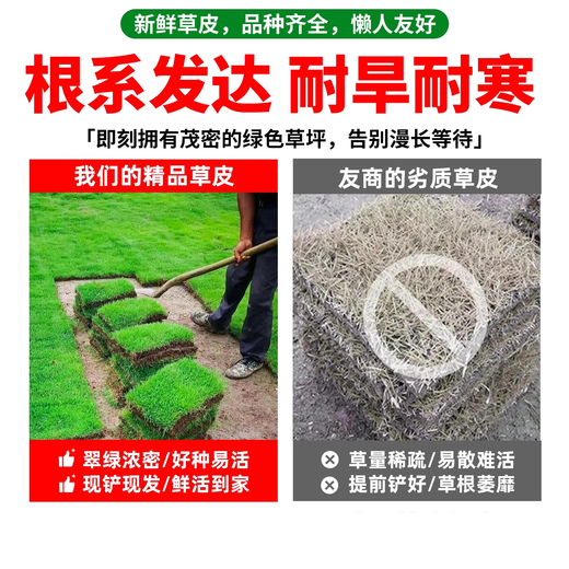 Turf soil real lawn with soil four-season green Manila turf villa courtyard greening grass Taiwan grass 1 square meter Manila buy 5 square meters and get 0.5 square meters