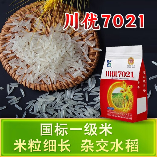 Long-grain fragrant rice Chuanyou 7021 rice seed national standard first-grade fragrant rice has a soft taste but not glutinous and chewy Chuanyou 7021 500g/bag 1 bag