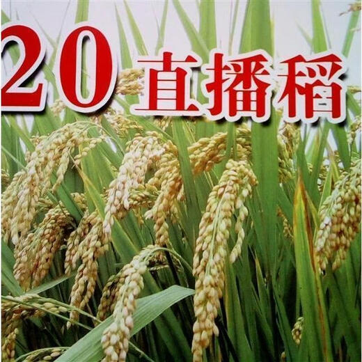 Semillas de arroz convencional, semillas de arroz de secano, arroz temprano, arroz tardío, arroz de tallo, arroz convencional, semillas de arroz, semillas de arroz fino, semillas originales, semillas retentivas, semillas de arroz de secano, 1 Jin Jin es igual a 0,5 kg Precio