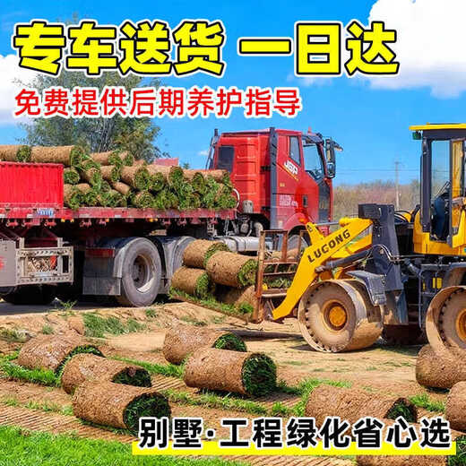 Turf soil real lawn with soil four-season green Manila turf villa courtyard greening grass Taiwan grass 1 square meter Manila buy 5 square meters and get 0.5 square meters