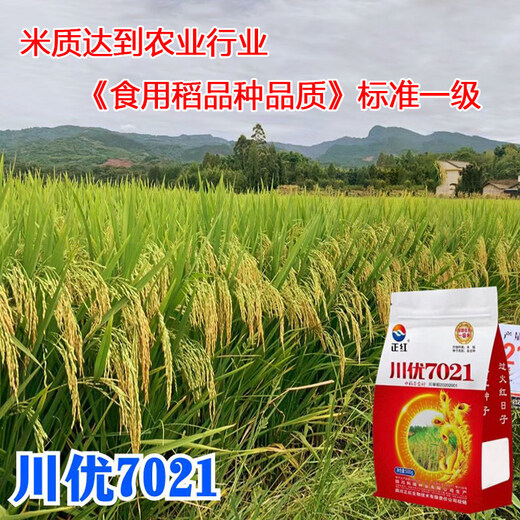 Long-grain fragrant rice Chuanyou 7021 rice seed national standard first-grade fragrant rice has a soft taste but not glutinous and chewy Chuanyou 7021 500g/bag 1 bag