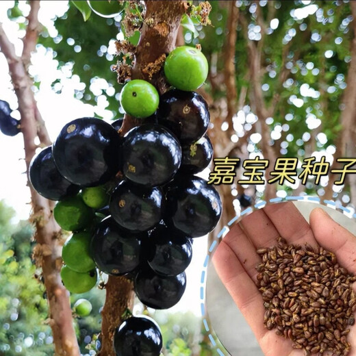 Jiabao Fruit Seeds, four-season sowing for balcony potted plants and small yard cultivation of high-yielding fruits, Sabah Jiabao Fruit Seeds, Jiabao Fruit Seeds (Rich in nutrients, sweet and sour, 3 packs (about 303 seeds), selected good seeds)