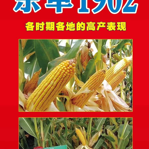 Семена кукурузы Fuyou Dongdan 1902 устойчивы к полегающей ржавчине и устойчивы к полегающей ржавчине.