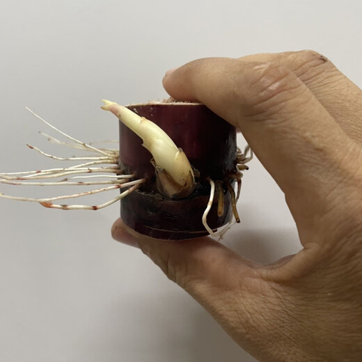 High-yielding middle section, authentic black-skinned sugarcane seedlings, thin-skinned sugarcane seedlings, purple-skinned and red-skinned sugarcane seeds can be planted in the north and south, black-skinned sugarcane section (10 buds preferred)