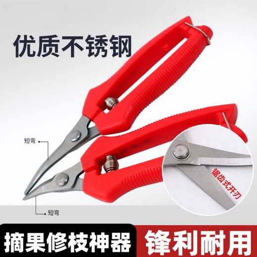 Stainless steel large tilt-head fruit picking scissors for tomatoes, navel oranges, picking scissors for oranges and grapes 10 with serrated teeth for sharper