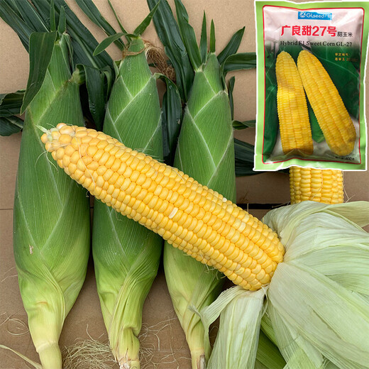 Академия сельскохозяйственных наук Ванюаньсин Суперсладкая золотая и серебряная грудь № 2 Семена кукурузы Четыре сезона Высокая урожайность Очень крупные фрукты Семена сладкой кукурузы Guangliangtian № 27 Сладкая кукуруза Оригинальная 400 г Очень сладкая большая палочка Высокая урожайность