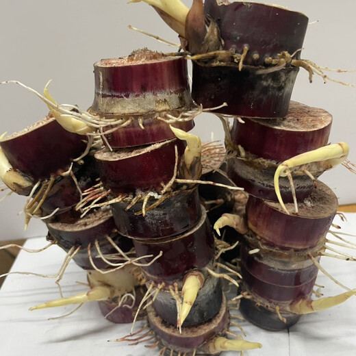 High-yielding middle section, authentic black-skinned sugarcane seedlings, thin-skinned sugarcane seedlings, purple-skinned and red-skinned sugarcane seeds can be planted in the north and south, black-skinned sugarcane section (10 buds preferred)
