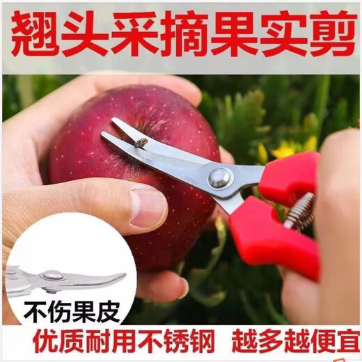 Stainless steel large tilt-head fruit picking scissors for tomatoes, navel oranges, picking scissors for oranges and grapes 10 with serrated teeth for sharper