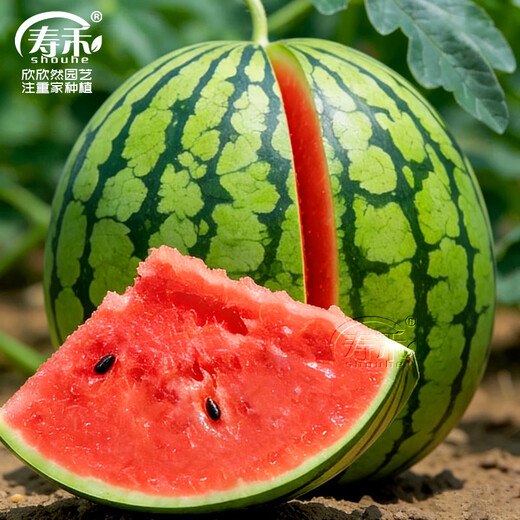 Shouhe Lazy Man Watermelon Seed Lazy Man King Melon Extra Large Spring No Pruning Lazy Man Fruit Seedling Southern Sweet Zaojia 8424 Watermelon Seed 30 capsules x 3 bags