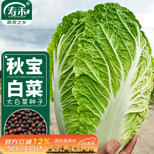 Shouhe Chinese cabbage seed seedlings, winter and spring vegetable seeds for field planting, Weiyu Qiubao cabbage seeds 10g*5 bags