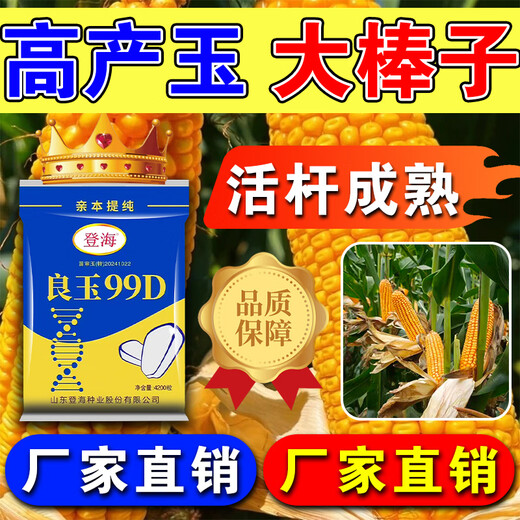 Desheng Zhiyuan 2025 new genuine Denghai Liangyu 99D is resistant to lodging, adaptable to strong resistance, densely packed parent, purified and has good firmness