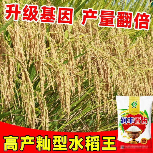 Академия сельскохозяйственных наук, первоклассный высокоурожайный ароматный рис, семена риса, устойчивый к болезням и насекомым, обычный высокоурожайный ранний рис Runfengxiangzhan, новый вид этого года, Runfengxiangzhan, супервысокоурожайный рис, одобренный на национальном уровне, оригинальный подлинный 2Jin Jin, равный 0,5 кг, может сэкономить семена