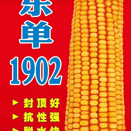 Семена кукурузы Fuyou Dongdan 1902 устойчивы к полегающей ржавчине и устойчивы к полегающей ржавчине.