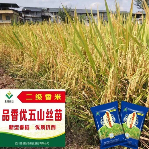 Wangyuan Xingsi Miao Гибридные семена риса Подлинные Pinxiangyou Wushan Silk Miao Сладкие ароматные семена риса Высокоурожайные семена риса 2025 Новые семена ароматного риса Silk Miao Один Jin Jin равен 0,5 кг