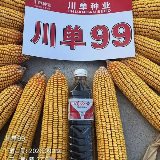 川单99玉米种子抗病耐高温 2斤*1包