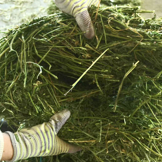 Alfalfa hay, fodder for cattle, sheep and horses, alfalfa fodder for alpacas, large zoo feed, alfalfa 50kg