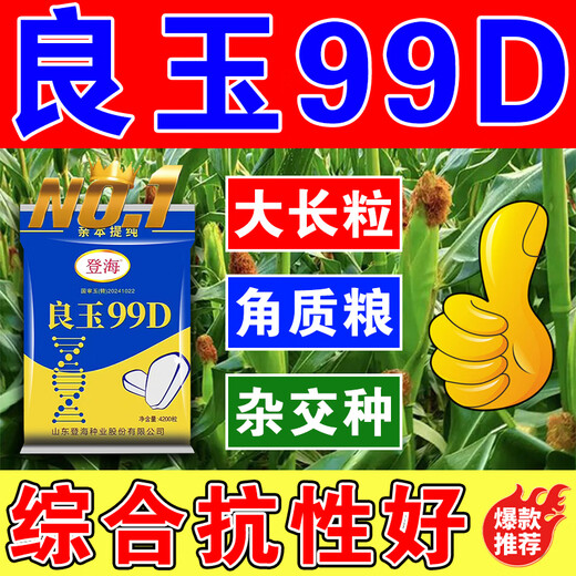 Desheng Zhiyuan 2025 new genuine Denghai Liangyu 99D is resistant to lodging, adaptable to strong resistance, densely packed parent, purified and has good firmness