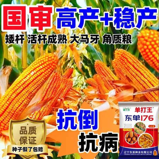 Оригинальная коллекция высокоурожайных семян кукурузы Wangyuanxing, устойчивая к болезням, устойчивая к полеганию, засухоустойчивая, устойчивая к затоплению, твердые палочки с большими конскими зубами, настоящие семена кукурузы, покупка по выгодной цене, 10 мешков семян, 11 акров земли, 30 Jin Jin равен 0,5 кг, высокоурожайный, одобренный на национальном уровне выбор короткостеблей Dongdan 176