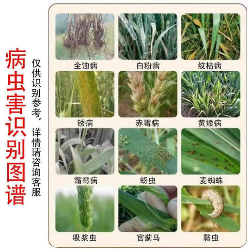 Wheat package, one spray, three preventions, wheat production increase, disease prevention, antibacterial, insecticide, anti-falling resistance, strong seedlings, increase production package, 10-in-1 (10 acres dosage)