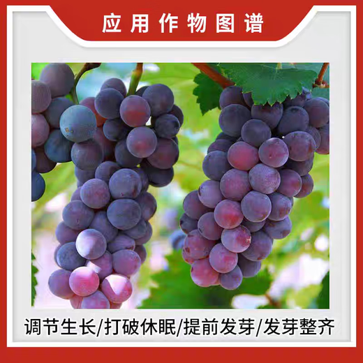 Rongya 50% cyanamide grape nectarine and kiwi fruit germination accelerator sleep-promoting bud growth regulator cyanamide 250ml*10 bottles