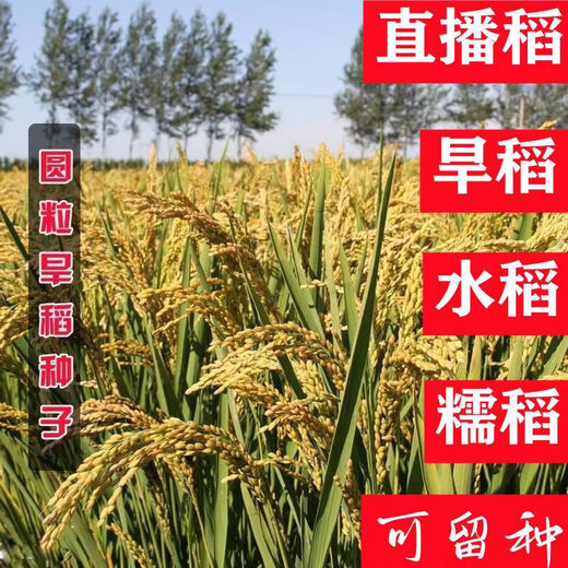 Semillas de arroz convencional, semillas de arroz de secano, arroz temprano, arroz tardío, arroz de tallo, arroz convencional, semillas de arroz, semillas de arroz fino, semillas originales, semillas retentivas, semillas de arroz de secano, 1 Jin Jin es igual a 0,5 kg Precio