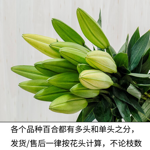 Exclusive for live broadcast, 10 Siberian single-petal lilies, 1 serving