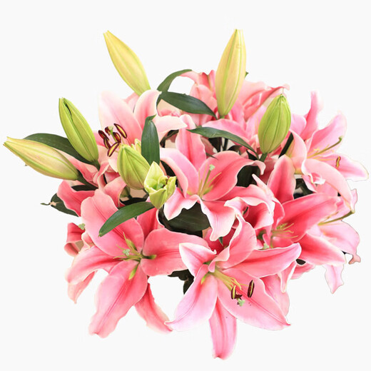 AB grade high-quality perfume lily flowers, hydroponic flower arrangement, home life water-raised fresh-cut roses from Yunnan, straight hair, high quality, AB grade random color large buds, 10 lilies + preservative