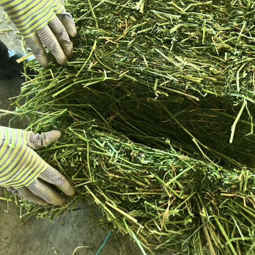 Alfalfa hay, fodder for cattle, sheep and horses, alfalfa fodder for alpacas, large zoo feed, alfalfa 50kg
