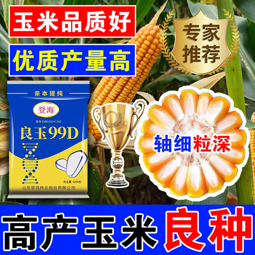 Desheng Zhiyuan 2025 new genuine Denghai Liangyu 99D is resistant to lodging, adaptable to strong resistance, densely packed parent, purified and has good firmness