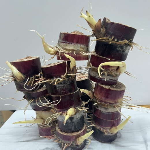 High-yielding middle section, authentic black-skinned sugarcane seedlings, thin-skinned sugarcane seedlings, purple-skinned and red-skinned sugarcane seeds can be planted in the north and south, black-skinned sugarcane section (10 buds preferred)