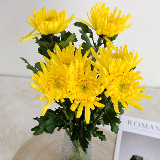White chrysanthemum and yellow chrysanthemum flowers grown in water, indoor vase chrysanthemums for home sacrifices and festivals, Qingming flowers, Jiangsu base direct delivery, 40 pieces of yellow chrysanthemum, free 4 sets of packaging