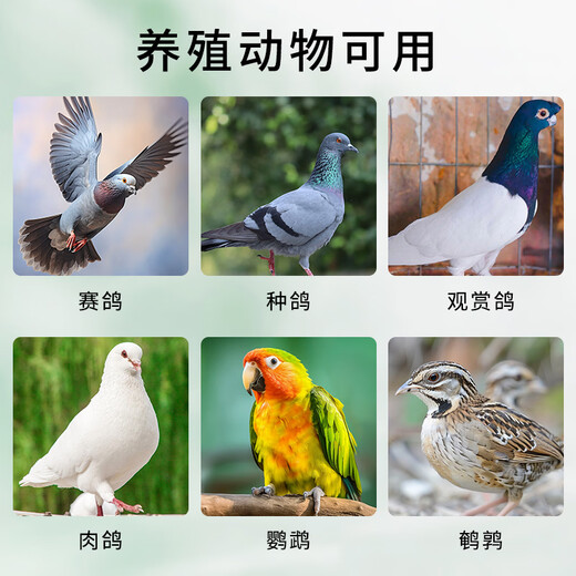 Fengyu Liangyu Su is used for breeding poultry pigeons, racing pigeons, ornamental pigeons and parrots are used for breeding animals. 1 bottle of Fengyu Liangyu Su (100g/bottle)